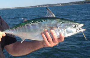 Corte para Isca de Bonito