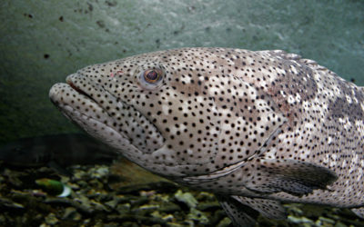 Ministro do Meio Ambiente anuncia liberação da pesca no País