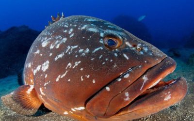 Governo libera pesca de peixes que integram lista de extinção