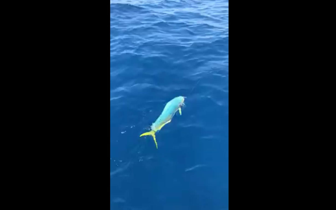 Dourado anuncia: verão chegando